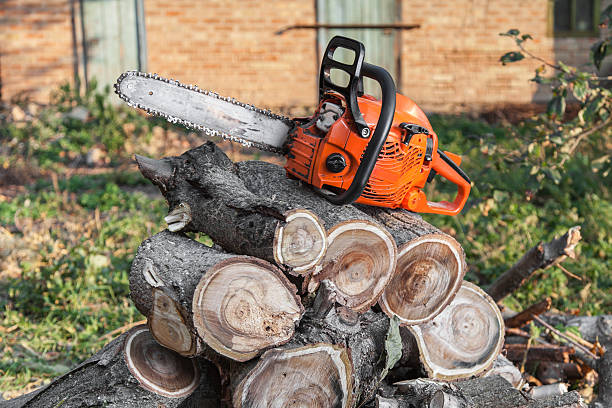 Best Large Tree Removal  in Oxon Hill, MD